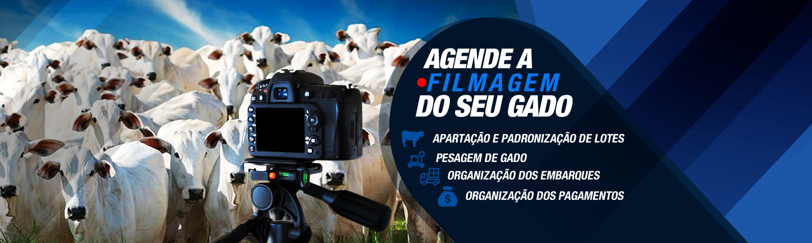 Agende a filmagem do seu gado — apartação, pesagem, embarques e pagamentos